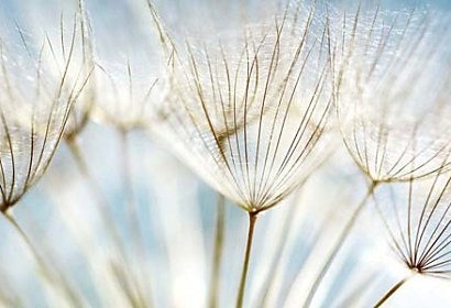 púpava
